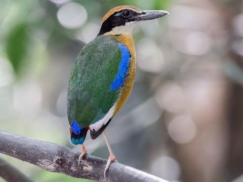 Mangrove Pitta Bird