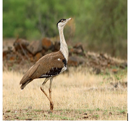 Great Indian Bustards and Asiatic Lions
