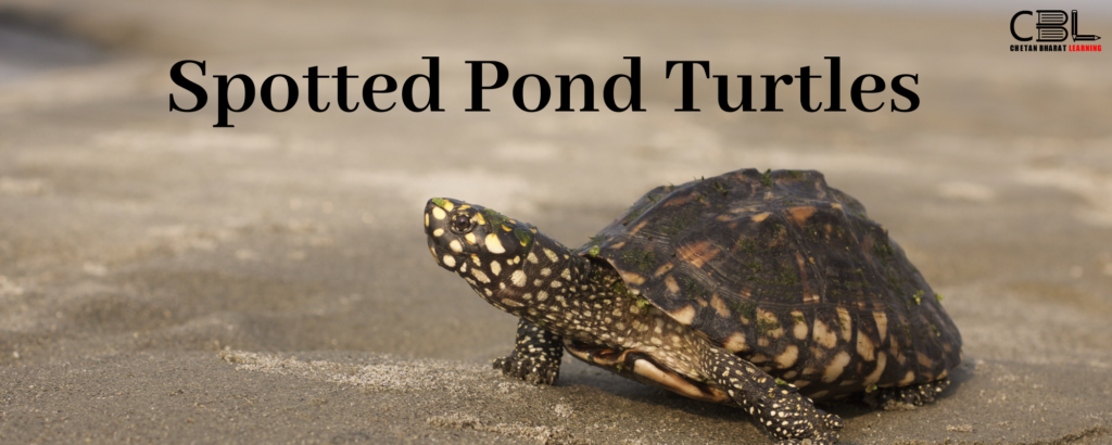 Spotted Pond Turtles