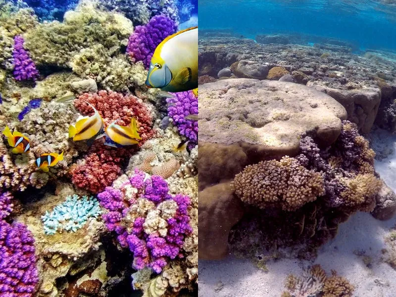 the Great Barrier Reef before and after coral bleaching