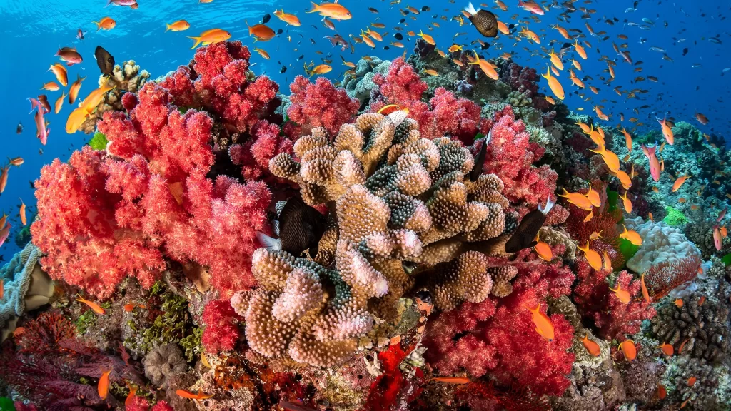 Coral Reef