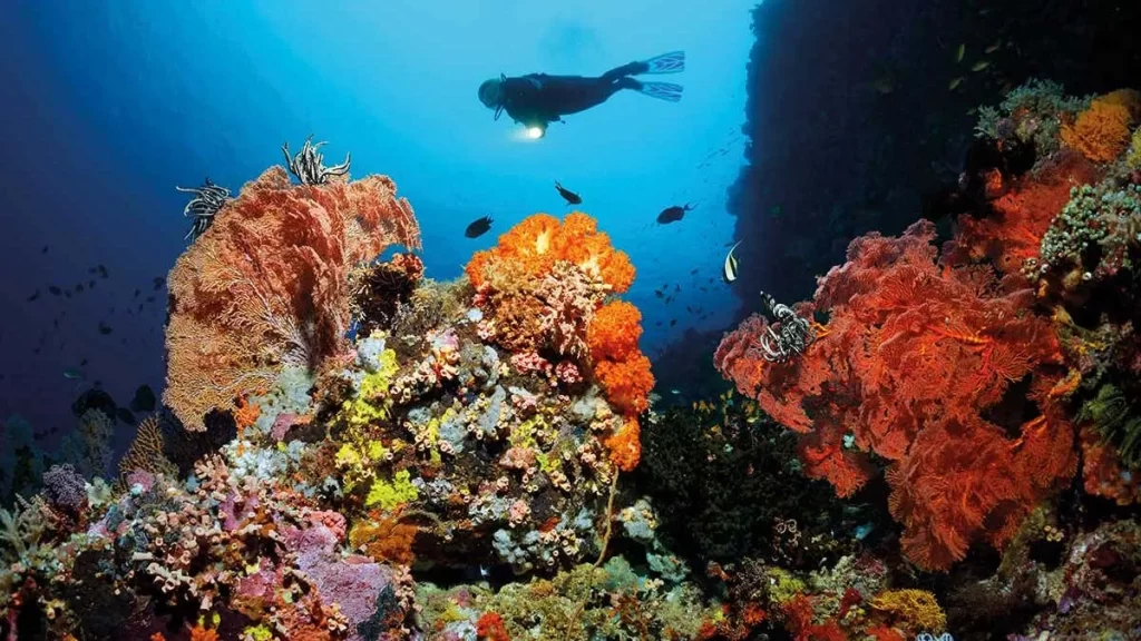 the Great Barrier Reef and coral bleaching