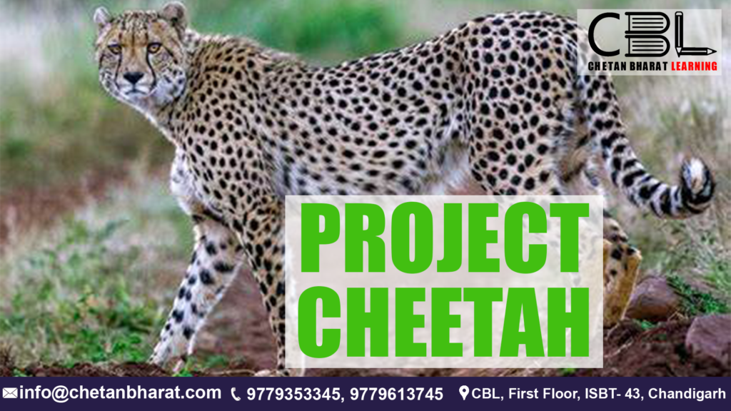  Project Cheetah Audit Flags Concerns