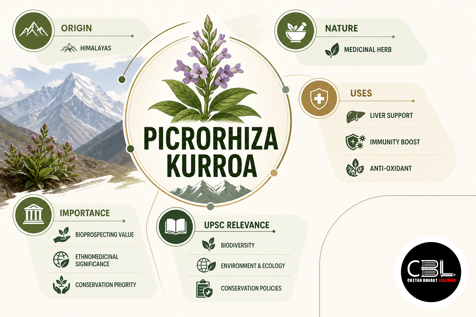 Picrorhiza kurroa: Himalayan Medicinal Herb for UPSC